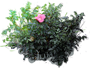 Dagmar Hastrup Rose